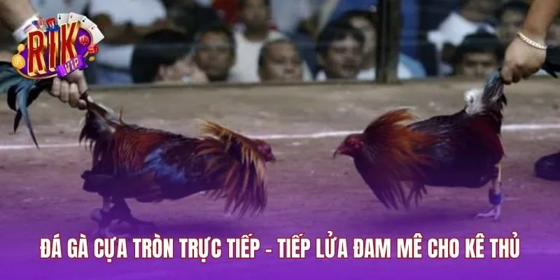 Đá Gà Cựa Tròn Trực Tiếp - Tiếp Lửa Đam Mê Cho Kê Thủ