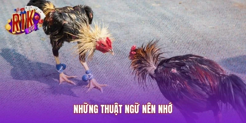 Những thuật ngữ nên nhớ