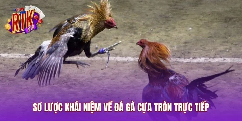 Sơ lược khái niệm về đá gà cựa tròn trực tiếp